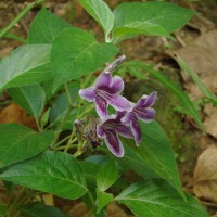 Asystasia intrusa (Forssk.) Blume